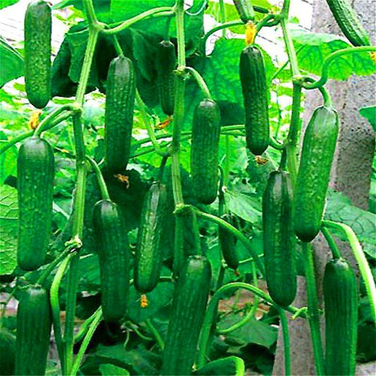 ORZEL Early Cucumber Seeds - Polish Variety, Fast-Growing, Ideal for Home Garden & Open Soil Planting
