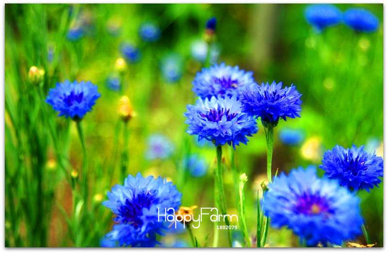Blue Cornflower Seeds - Easy-Grow Bonsai Flower Seeds for Home Garden Planting
