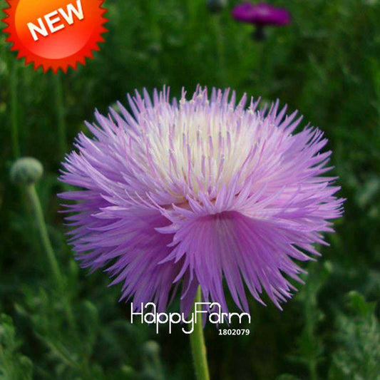Buy Purple Cornflower Seeds - Scented Centaurea Cyanus for Balcony & Potted Plants | Fast US Shipping