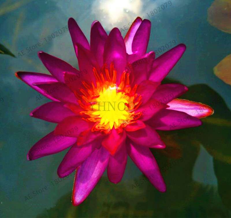 Lotus Flower Seeds - Aquatic Water Lily Plants for Home Garden Planting