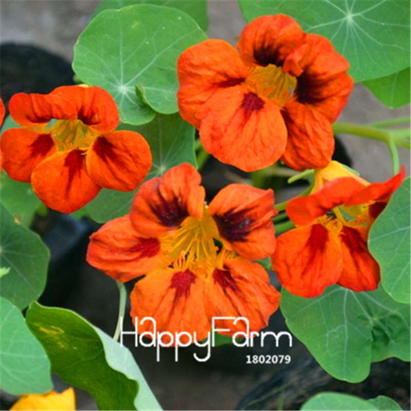 Rare Hanging Nasturtium Seeds - Vibrant Climbing Flowers for Garden & Containers