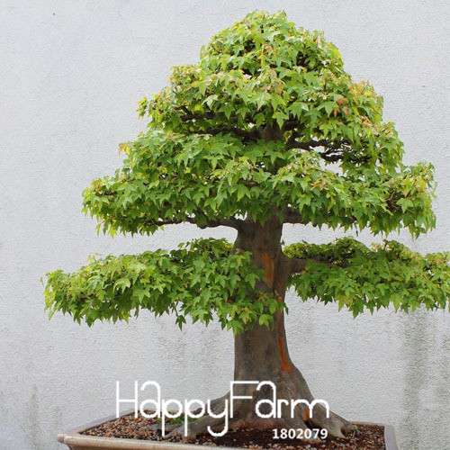 American Maple Bonsai Seeds - Mini Indoor Tree Houseplant, Fast-Growing Green Maple