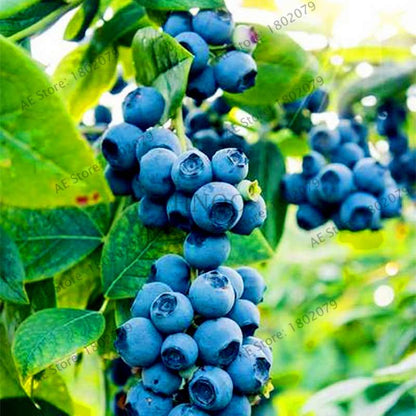Blueberry Seeds for Planting - Grow Bonsai Fruit Potted Plants at Home & Garden, Easy to Grow