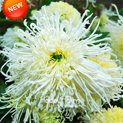 Orange Chrysanthemum Fireworks Flower Seeds - Bonsai Balcony Garden, Fast Shipping USA