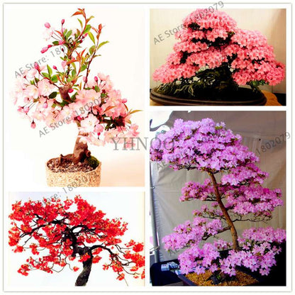 Japanese Sakura Seeds - Grow Beautiful Cherry Blossom Bonsai Trees for Garden & Pots | Fast Blooming