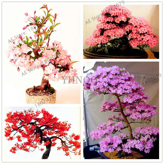 Japanese Sakura Seeds - Grow Beautiful Cherry Blossom Bonsai Trees for Garden & Pots | Fast Blooming