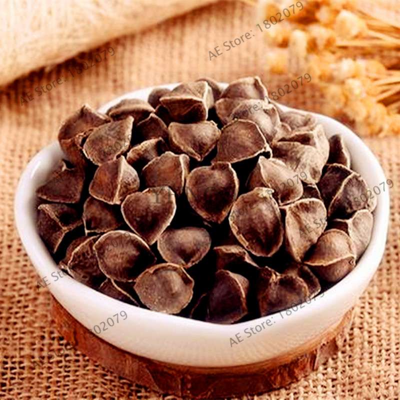 Moringa Seeds for Planting - Organic Moringa Oleifera Tree, Edible Drumstick Bonsai for Home Garden