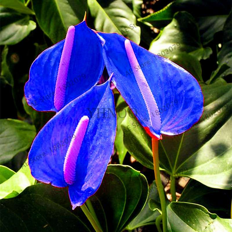Anthurium Seeds - Colorful Bonsai Flower Seeds for Home Garden, Balcony DIY Planting (Andraeanum)