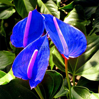 Anthurium Seeds - Colorful Bonsai Flower Seeds for Home Garden, Balcony DIY Planting (Andraeanum)