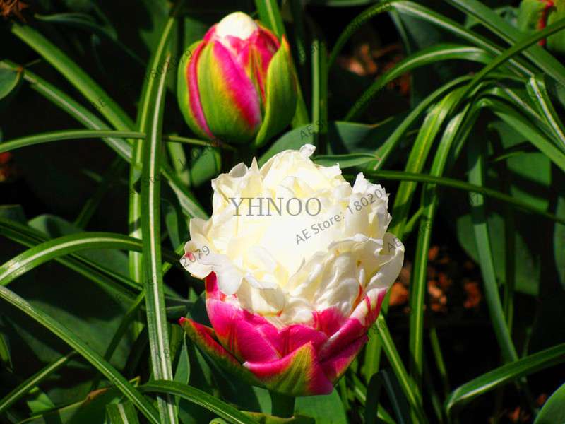 Rare Double Tulip Bulbs - Premium Imported Tulip Seeds for Home Garden Planting