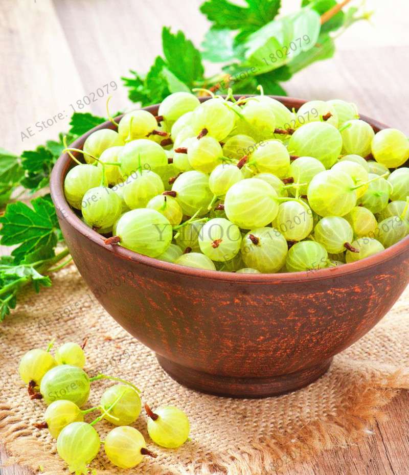 Organic Gooseberry Seeds - Fresh, Nutrient-Rich Perennial Fruit Seeds for Home Gardening