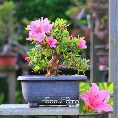 Cherry Blossom Seeds - Easy to Grow Sakura Bonsai Tree for Home Garden, Perennial Flower Like Azalea