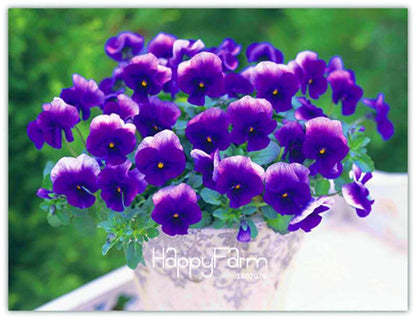 Rare Pansy Seeds (Viola cornuta) - Indoor Bonsai Flower Seeds for Home Garden Planting