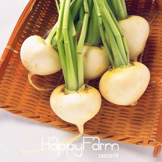 White Cherry Belle Radish Seeds - Non-GMO, Fast-Growing Vegetable Seeds for Home Garden Planting