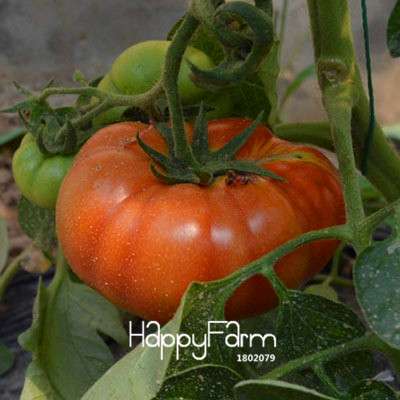 Giant Tomato Seeds for Home Garden - Sweet Pumpkin Tomato, Balcony & Container Planting