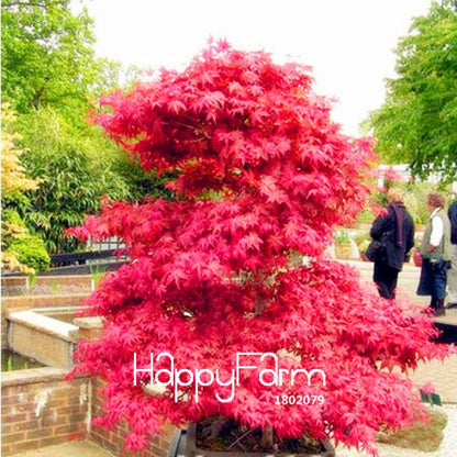 Red Maple Tree Seeds for Bonsai - DIY Home Garden Planting Kit - USA Grown