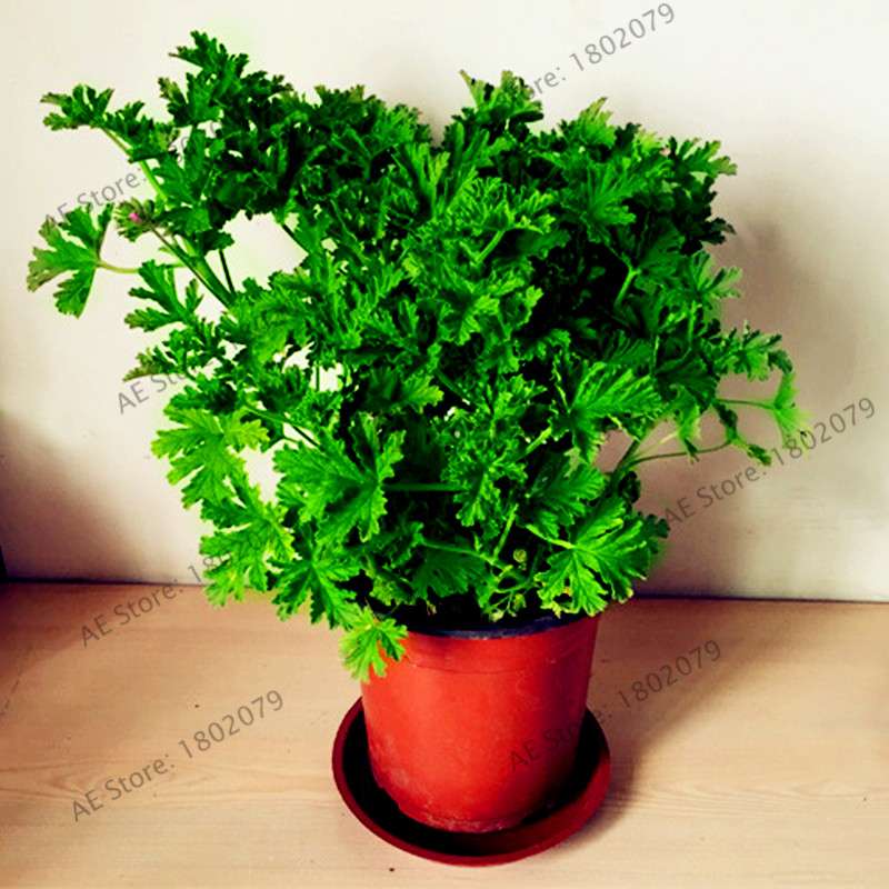 Mosquito Repellent Grass Seeds - Natural Pest Control, Exotic Indoor Herb Plant for Home & Garden Bonsai