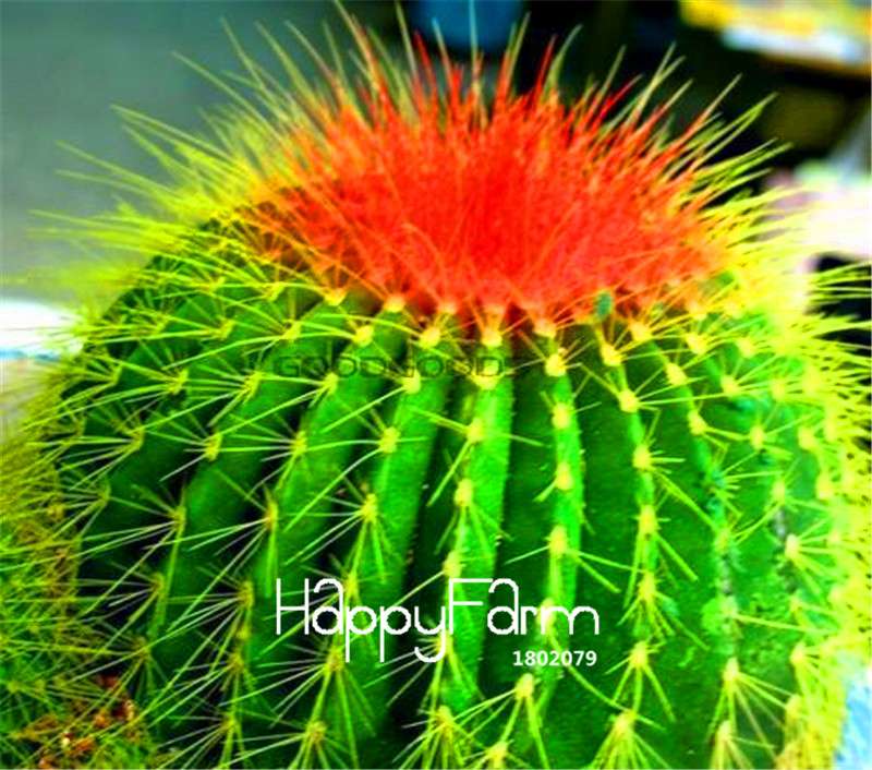 Cactus Succulent Seeds - Easy-Grow Potted Plants, Anti-Radiation, Home & Garden Decor - Fast Shipping