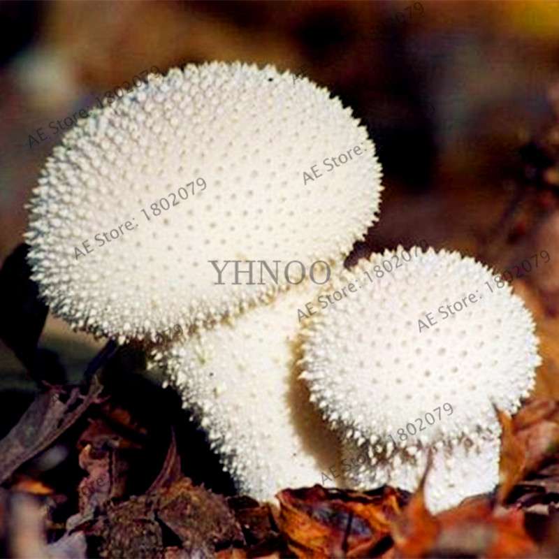 Edible Mushroom Seeds for Planting - Organic Healthy Succulent Vegetable Seeds for Happy Farm & Home Garden