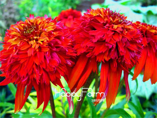 Echinacea Seeds - Hot Papaya, Deer Resistant Perennial, Bonsai Plant for Home Garden & DIY (Fast Shipping)