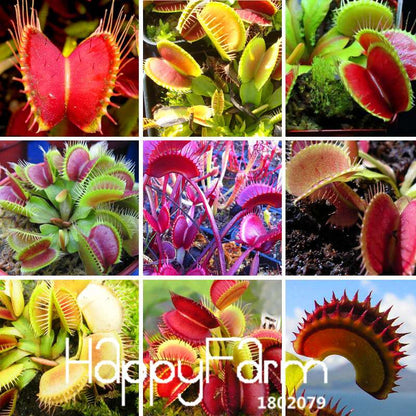 Venus Flytrap Seeds - Carnivorous Bonsai Plant for Garden, Terrarium & Home | 3 Varieties