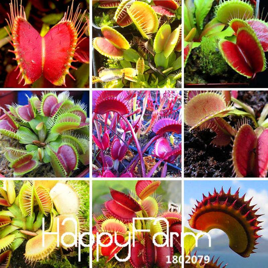 Venus Flytrap Seeds - Carnivorous Bonsai Plant for Garden, Terrarium & Home | 3 Varieties