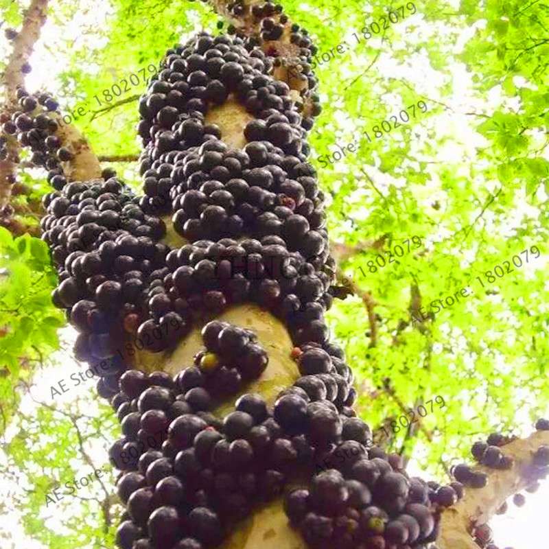Red Mangosteen Seeds - Tropical Fruit Bonsai, Natural Anticancer Queen, Easy Grow