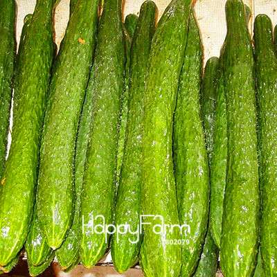 Dutch Cucumber Seeds - for Fresh, Homegrown Vegetables | Non-GMO, High Yield
