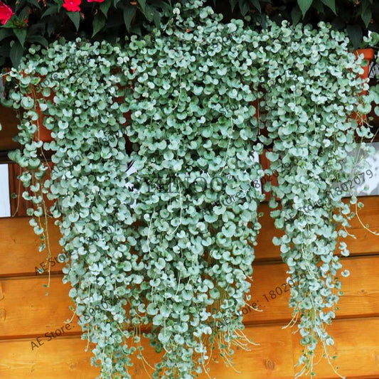 Dichondra Repens Seeds - Low-Maintenance Ground Cover for Lawns & Hanging Gardens