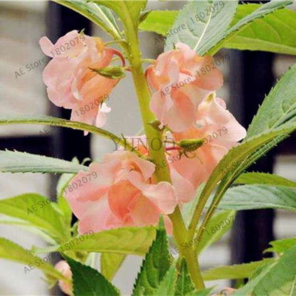 Bonsai Impatiens Seeds - Touch-Me-Not Flower Seeds for Home & Garden Planting - Easy Grow Bonsai Plants