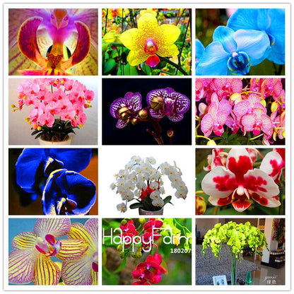 Phalaenopsis Orchid Seeds - Premium Bonsai Flower Seeds for Home & Indoor Garden Planting