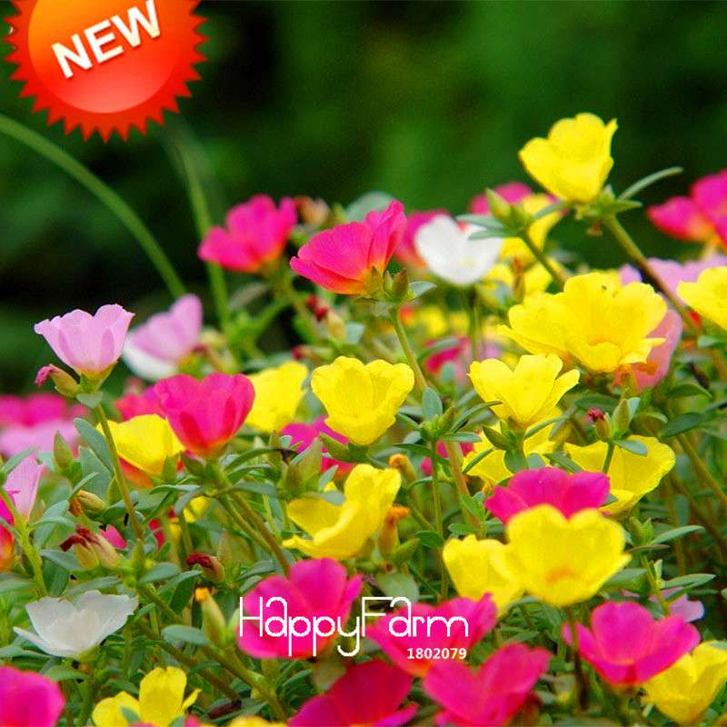 Sunflower & Portulaca Grandiflora Seeds - Mix Color Flower Seeds for Balcony, Garden & Potted Plants