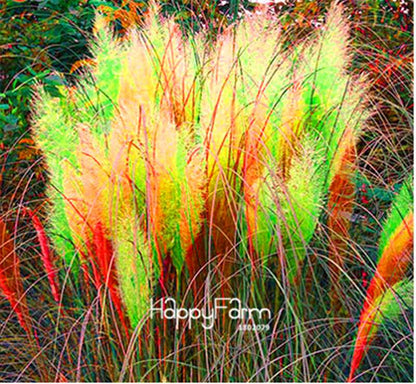 Pampas Grass Seeds - Beautiful Cortaderia for Home Garden Planting | Fast-Growing Flower Seeds