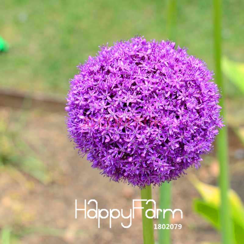 Purple Onion Seeds for Planting - Grow in Garden, Pots & Courtyard - Fresh Home Gardening Supplies