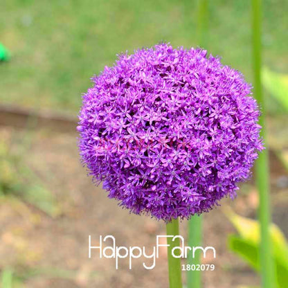 Purple Onion Seeds for Planting - Grow in Garden, Pots & Courtyard - Fresh Home Gardening Supplies