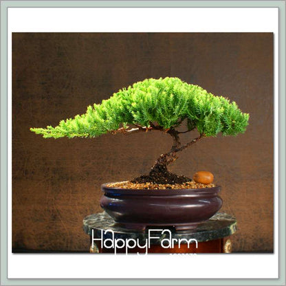 Juniper Bonsai Tree Kit - Potted Office Plants, Air Purifying, Low Maintenance Indoor Garden Gift (Fast Growth)
