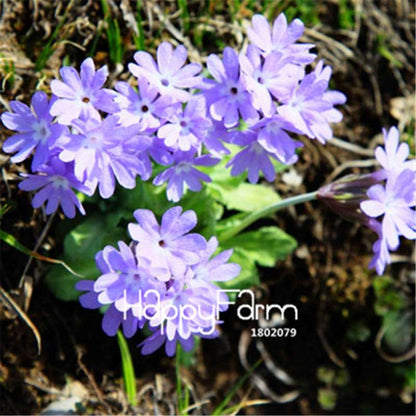 Rare Primrose Seeds (Primula malacoides) - Europe Bonsai Flower Seeds for Home Garden & Outdoor Planting