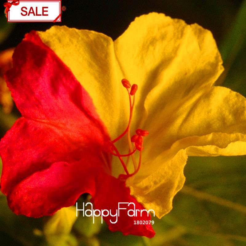 18 Varieties Jasmine Seeds - Fragrant & Ornamental Flowers for Garden Planting, Chinese Charm