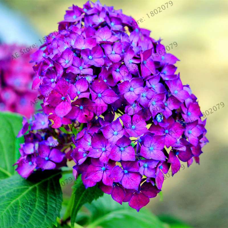 Hydrangea Seeds - Perennial Flowers for Wedding, Party, Home & Garden | Easy Grow Beautiful Blooms