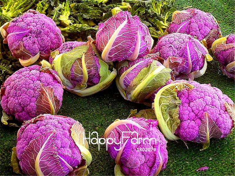 Organic Purple Cauliflower Seeds - Easy to Grow, Tasty & Nutritious for Home Garden - Non-GMO