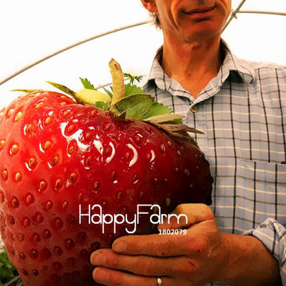 Giant Strawberry Seeds - Rare, Sweet, Extra-Large Fruit Seeds for Planting | Perfect Gift Idea