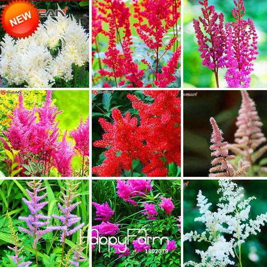 6-Color Chinese Astilbe Flower Seeds - Vibrant Balcony & Potted Garden Blooms, Fast US Shipping