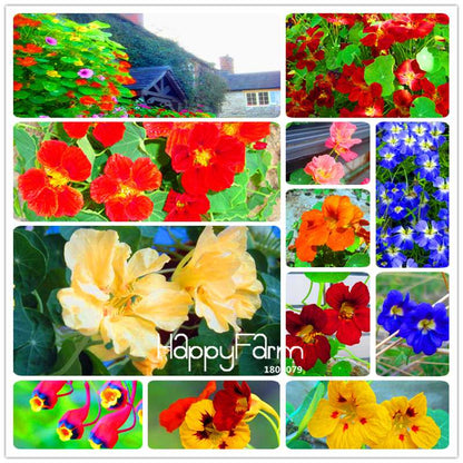 Rare Hanging Nasturtium Seeds - Vibrant Climbing Flowers for Garden & Containers
