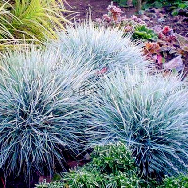 Blue Fescue Grass Seeds - Drought Tolerant, Perennial, DIY Home & Bonsai - Festuca Glauca