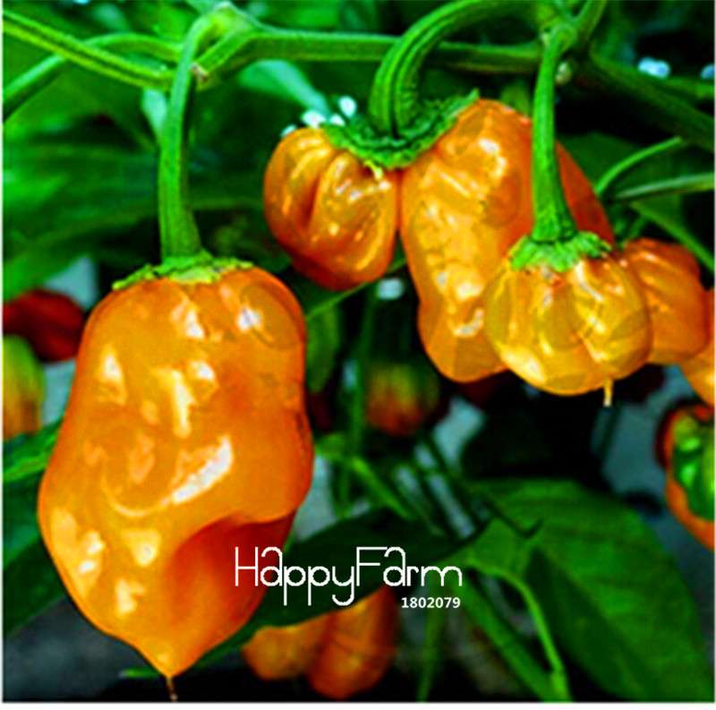 16 Hot Chili Pepper Varieties, Non-GMO Vegetable Seeds for Home Garden & Happy Farm