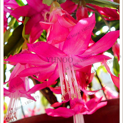Mixed Color Lantern Flower Seeds - Fuchsia Hybrida Perennial Bonsai Plant for Home & Garden