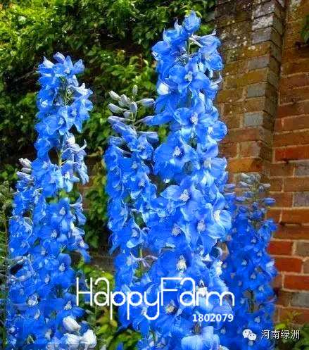 Bonsai Seeds - Forking Larkspur Salmon (Delphinium Consolida) | Organic Garden Flowers for Home Decor
