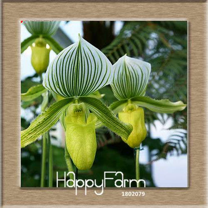 18 Color Orchid Seeds - Cypripedium & Paphiopedilum Bonsai Flower Seeds, Exotic Home Garden Planting