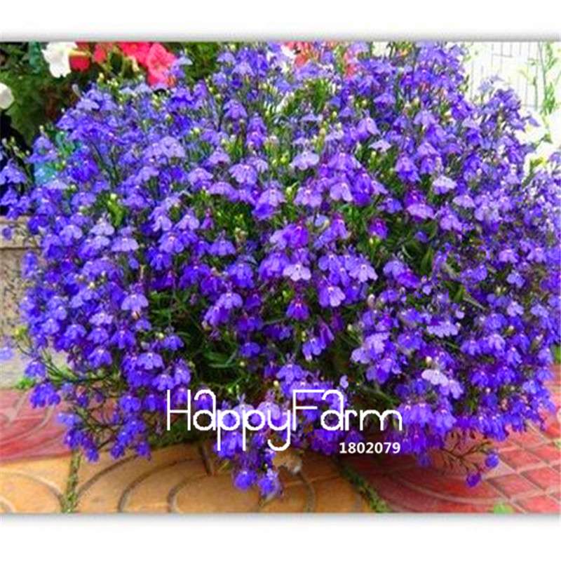 Lobelia Seeds - Bonsai Flower, Creeper & Ground Cover Plants for Garden Landscaping | Fast-Growing
