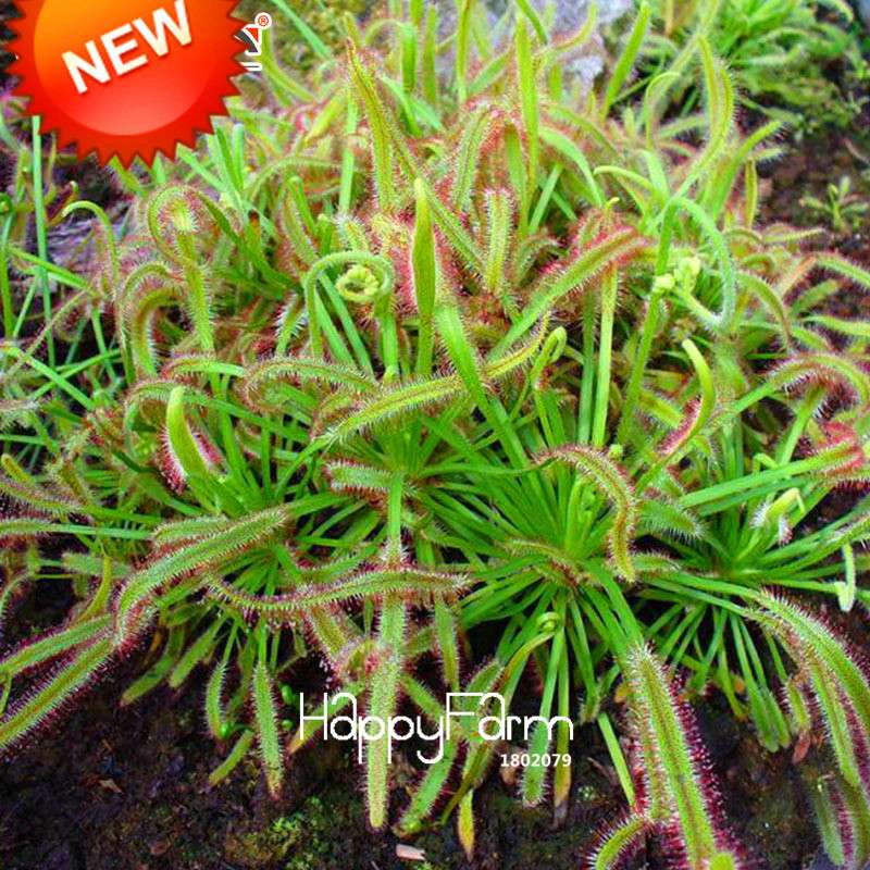 Sundew Seeds - Carnivorous Plant for Bonsai & Garden | Easy-Grow Potted Houseplant